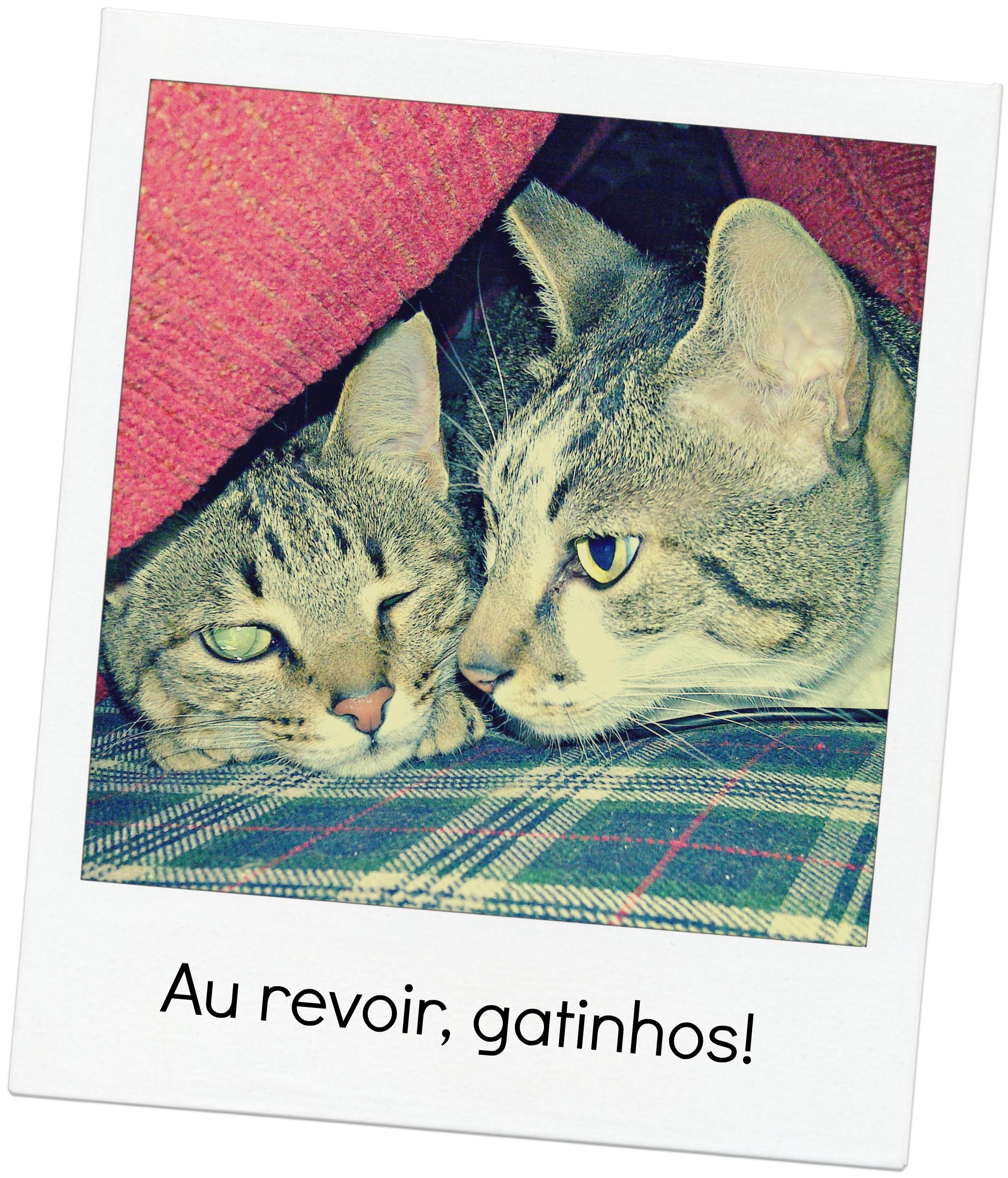 au_revoir_gatos